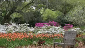 Who wouldn't want to sit in this bench, surrounded by tulips.