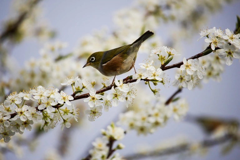 Green and White Bird on White Flowers