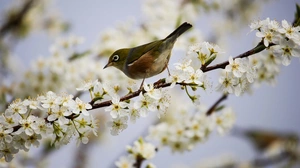 Green and White Bird on White Flowers