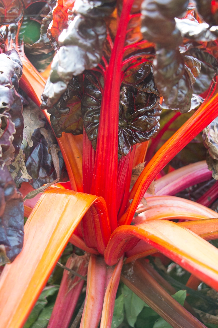 red chard