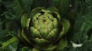 Artichokes are a fun and easy to grow plant.