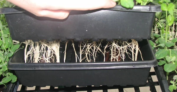 pea shoots roots