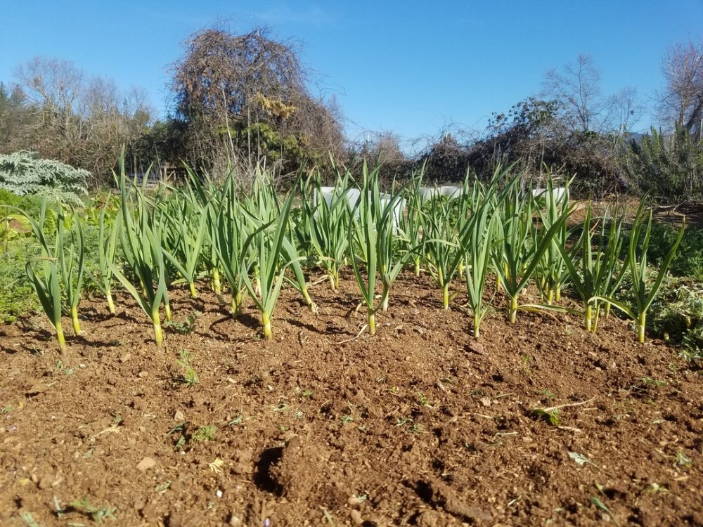 Planting Onions and Garlic
