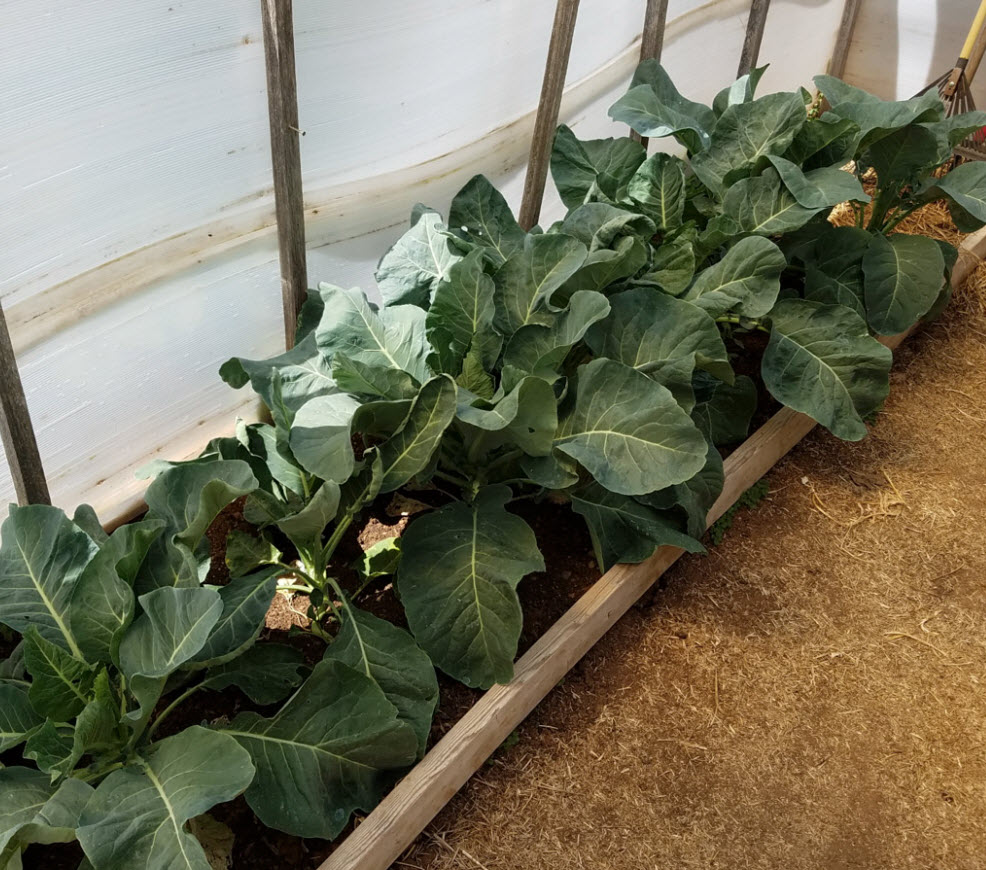 Try Eating the Leaves of your Broccoli