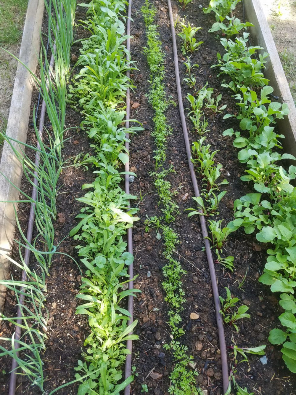 We Can Go Ahead And Plant Beets, Carrots, Green Onions, And Lettuce